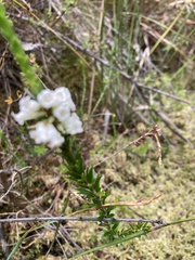 Epacris obtusifolia