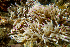 Heteractis