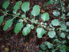 Delarbrea paradoxa