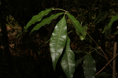 Bouchardatia neurococca
