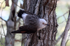 Daphoenositta chrysoptera