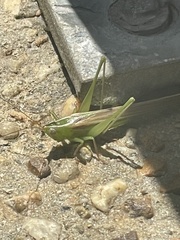 Conocephalomima barameda