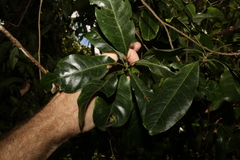 Planchonella pohlmaniana