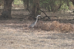 Ardea melanocephala