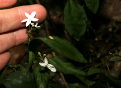 Pseuderanthemum tenellum