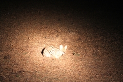 Leptailurus serval constantina