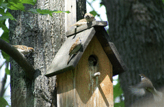 Passer montanus