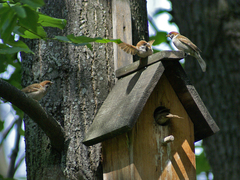 Passer montanus
