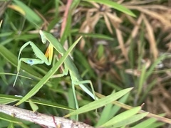 Orthodera ministralis