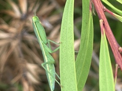 Orthodera ministralis