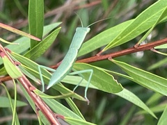 Orthodera ministralis