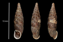 Macrogastra attenuata