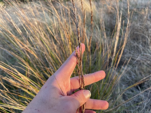 chaffy saw-sedge (Gahnia filum)