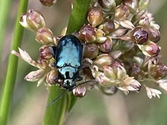 Arsipoda chrysis