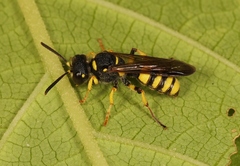 Cerceris arenaria