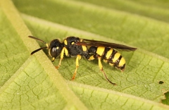 Cerceris arenaria