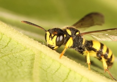 Cerceris arenaria