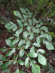 Delarbrea paradoxa