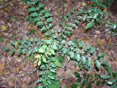 Delarbrea paradoxa