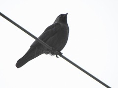 Corvus monedula