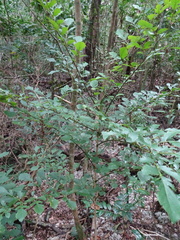 Delarbrea paradoxa