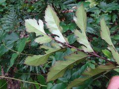 Delarbrea paradoxa