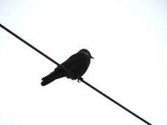 Corvus monedula