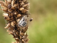 Hippodamia variegata