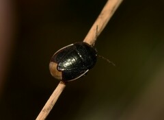 Legnotus limbosus