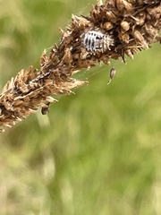 Hippodamia variegata