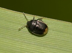 Legnotus limbosus