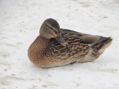 Anas platyrhynchos