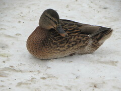 Anas platyrhynchos