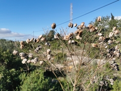 Prangos trifida