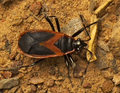 Dindymus circumcinctus