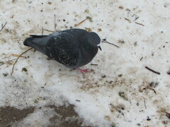Columba livia domestica