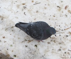 Columba livia domestica