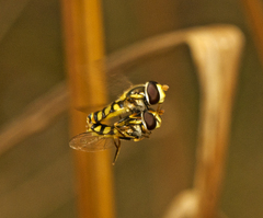 Simosyrphus