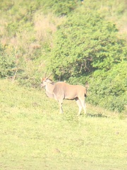 Tragelaphus oryx pattersonianus