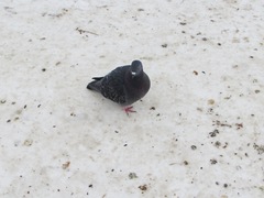 Columba livia domestica