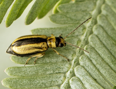 Monolepta subsuturalis