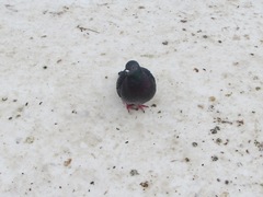 Columba livia domestica