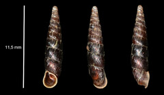 Macrogastra plicatula