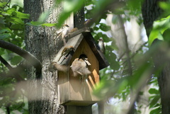 Passer montanus
