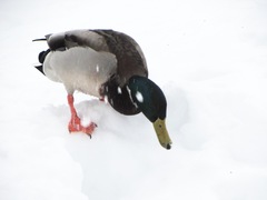 Anas platyrhynchos