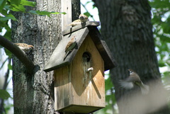 Passer montanus
