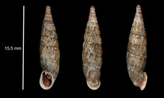 Macrogastra attenuata