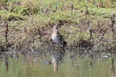 Gallinago hardwickii