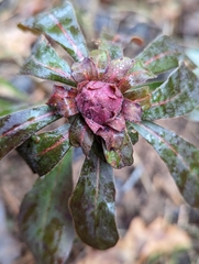 Euphorbia amygdaloides