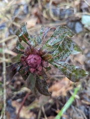 Euphorbia amygdaloides